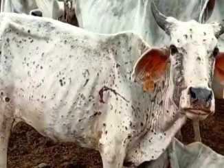 पशुपन्छीमा लगाइयो लम्पी स्किन विरुद्धको खोप