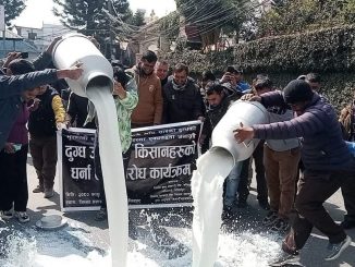 भुक्तानी नभएको बिरोधमा आन्दोलन चर्काउँदै दुग्ध किसान